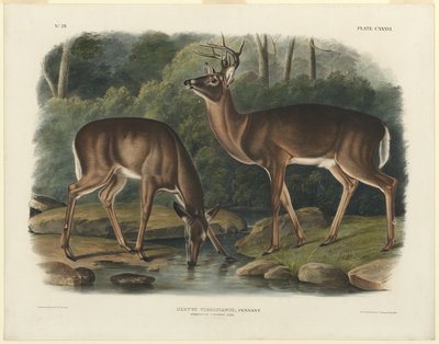 jelen virginský od John Woodhouse Audubon