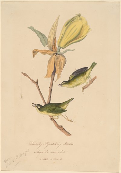 Kentucky Muškař od John Woodhouse Audubon