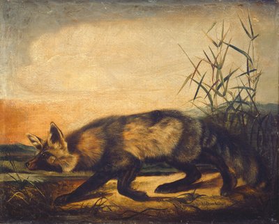 liška dlouhoocasá od John Woodhouse Audubon
