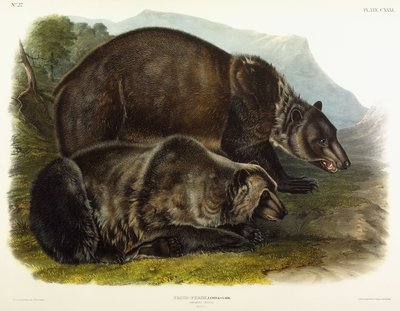 Samec medvěda grizzly, 1848 od John Woodhouse Audubon