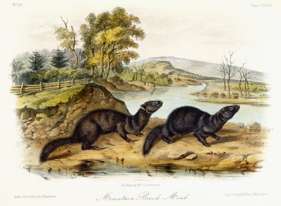 Mountain Brook Mink, asi 1849-1854 od John Woodhouse Audubon