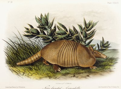 Pásovec devítipásý, 1849-1854 od John Woodhouse Audubon