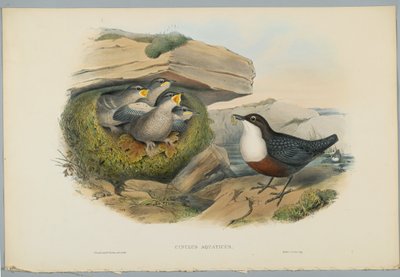 Cinclus Aquaticus - Water Ousel nebo Dipper, vyryl H. C. Richter od John after Gould