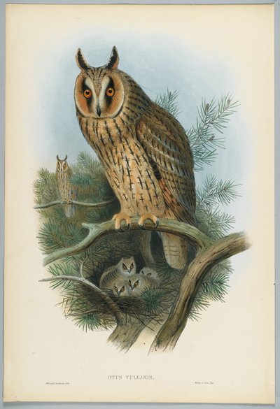 Otus Vulgaris - Sova ušatá, kreslil J. Wolf, ryl H. C. Richter od John after Gould