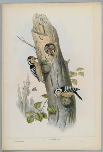 Picus Minor - strakapoud malý, vyryl H. C. Richter od John after Gould