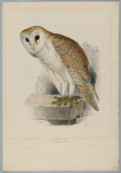 Strix Flammea - Sova pálená od John after Gould