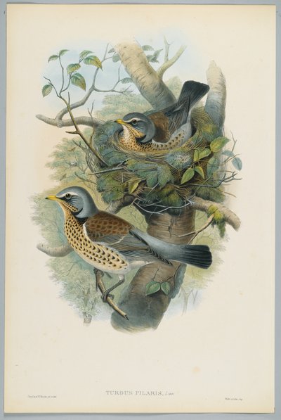 Turdus Pilarus - jalovec jalovcový, ryl H. C. Richter od John after Gould