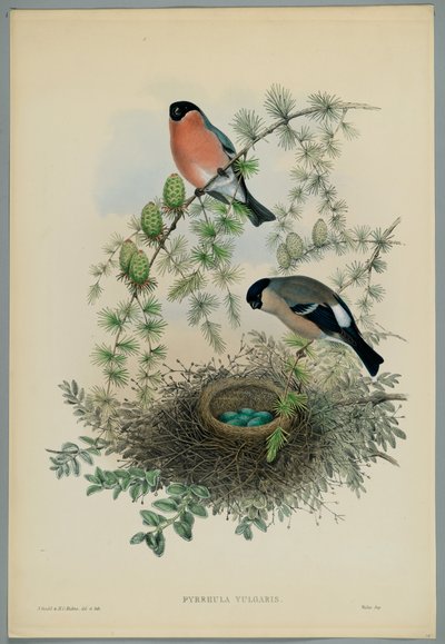 Unbekanntes Bild od John after Gould