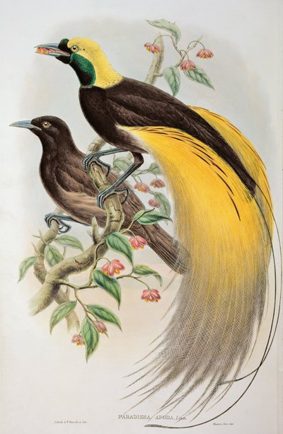 Bird of Paradise: Greater, Paradisaea Apoda od John and Hart, William Gould