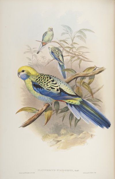 Platycerus cyanogenus, z knihy The Birds of Australia od Johna Goulda, 1840 od John and Richter Gould