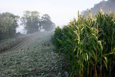The Goodwood Estate v Západním Sussexu, Velká Británie, 2019 (foto) od Jon Nicholson