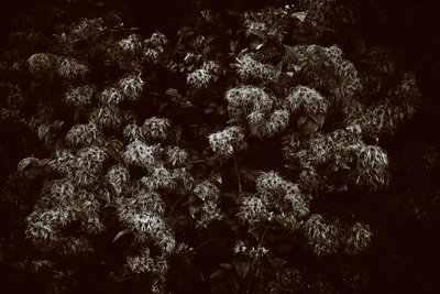 The Goodwood Estate v Západním Sussexu, Velká Británie, 2019 (foto) od Jon Nicholson