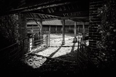 The Goodwood Estate v Západním Sussexu, Velká Británie, 2019 (foto) od Jon Nicholson