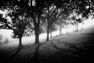 The Goodwood Estate v Západním Sussexu, Velká Británie, 2019 (foto) od Jon Nicholson