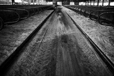 The Goodwood Estate v Západním Sussexu, Velká Británie, 2019 (foto) od Jon Nicholson