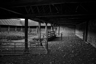 The Goodwood Estate v Západním Sussexu, Velká Británie, 2019 (foto) od Jon Nicholson