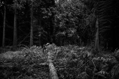 The Goodwood Estate v Západním Sussexu, Velká Británie, 2019 (foto) od Jon Nicholson