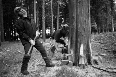 The Goodwood Estate v Západním Sussexu, Velká Británie, 2019 (foto) od Jon Nicholson