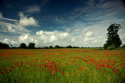 The Goodwood Estate v Západním Sussexu, Velká Británie, 2019 (foto) od Jon Nicholson
