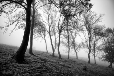 The Goodwood Estate v Západním Sussexu, Velká Británie, 2019 (foto) od Jon Nicholson