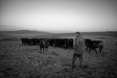 The Goodwood Estate v Západním Sussexu, Velká Británie, 2019 (foto) od Jon Nicholson