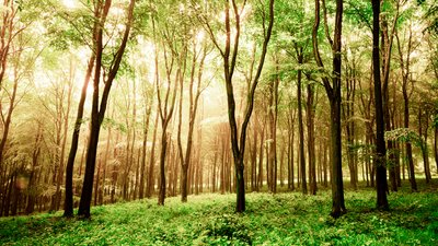 Panství Goodwood v Západním Sussexu, Spojené království, 2020 (foto) od Jon Nicholson