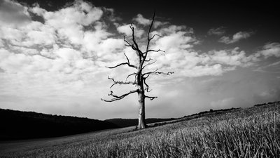 Panství Goodwood v Západním Sussexu, Spojené království, 2020 (foto) od Jon Nicholson