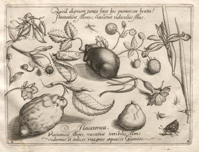 Archetypy a studie: Co se může objevit v souladu s tak jeskynním slibem, 1592. od Joris Hoefnagel