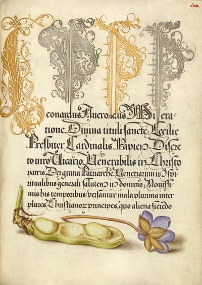 Bobkový list a játrový list od Joris Hoefnagel