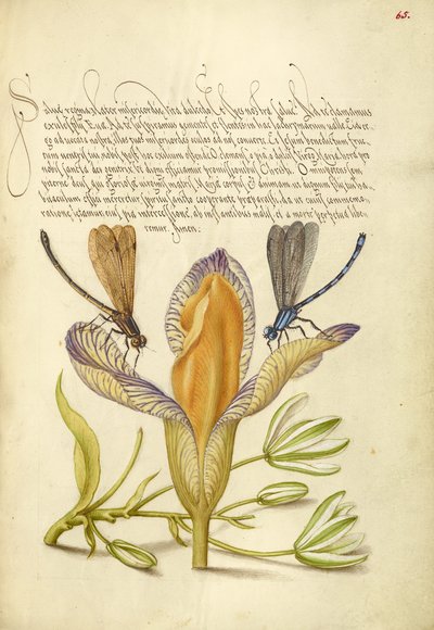 Damselflies, Spanish Iris a Star-of-Bethlehem od Joris Hoefnagel