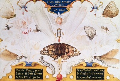 Diptych s květinami a hmyzem, 1591 (marufláž a pergamen na panelu) od Joris Hoefnagel