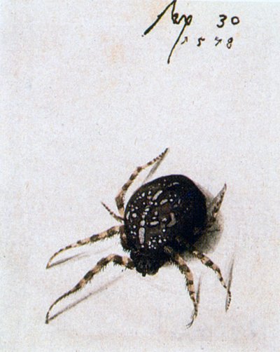 Samice pavouka, 1578 od Joris Hoefnagel