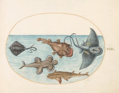 Ryba, kolem 1575-80 od Joris Hoefnagel
