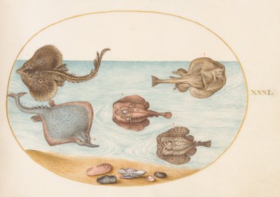 Ryba, kolem 1575-80 od Joris Hoefnagel