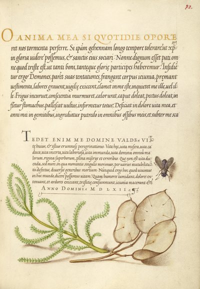 Moucha domácí, levandulová bavlna a rostlina Money Plant od Joris Hoefnagel
