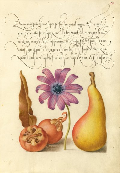Medlar, Maková sasanka a hruška od Joris Hoefnagel