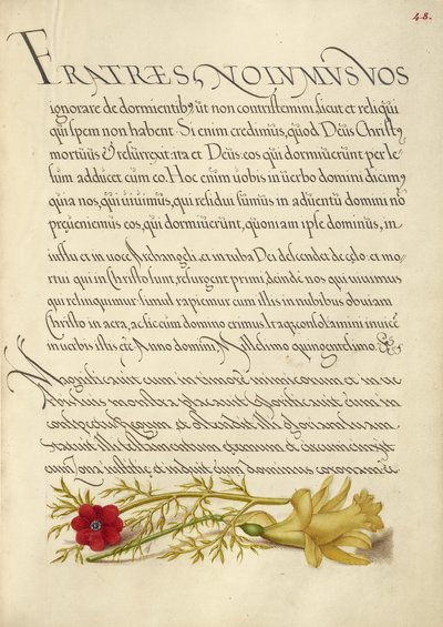 Bažantí oko a Buttercup od Joris Hoefnagel