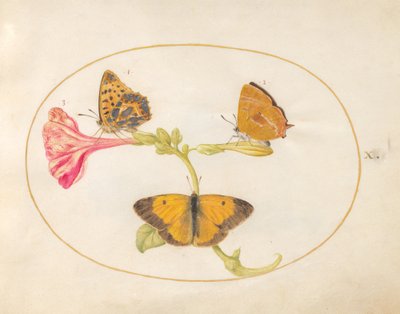 Talíř 10: Hnědý pramínek vlasů, stříbrně umytý fritillary a zakalení žlutí motýli na květině se čtyřmi hodinami od Joris Hoefnagel