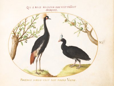 Talíř 10: Šedý jeřáb a Curassow s přilbou od Joris Hoefnagel
