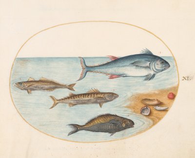 Tabule 11: Čtyři ryby a mušle od Joris Hoefnagel
