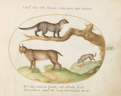 Talíř 14: Cibetka, rys a hyena od Joris Hoefnagel