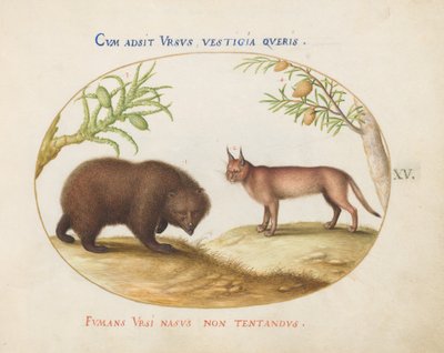 Talíř 15: Medvěd a rys (?) od Joris Hoefnagel