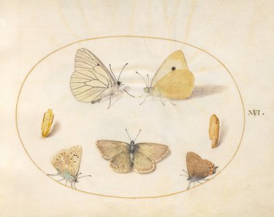 Tabule 16: bělásek žilkovaný, žluťásek řešetlákový, ostruháček březový (?), modrásek pelargoniový (?) a modrásek jehlicový se dvěma kuklami od Joris Hoefnagel