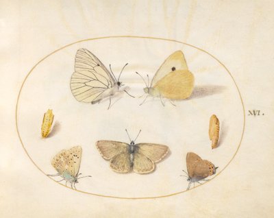 Talíř 16: Černě žilkovaní bílí, obláčkově žlutí, černí vlasoví (?) a Geranium Argus(?) motýli se dvěma chrysalidy od Joris Hoefnagel