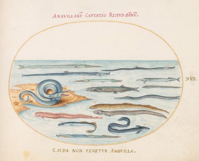 Talíř 16: Úhoři, Pipefish a Needlefish od Joris Hoefnagel