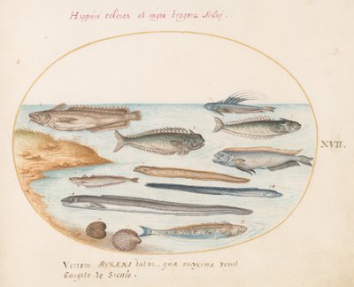 Talíř 17: Treska, Weever Fish, Úhoři a jiné ryby od Joris Hoefnagel