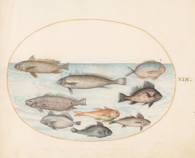 Talíř 19: Damselfish a jiné ryby, včetně dvou "Coracinis" od Joris Hoefnagel