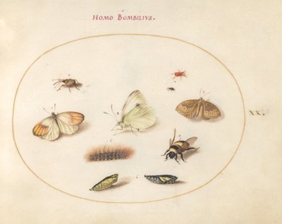 Talíř 20: Tři motýli, housenka, včela, dva chrysalides a tři nosatci od Joris Hoefnagel