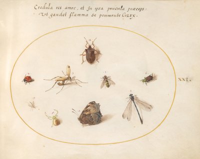 Talíř 21: Motýl s vážkou, beruškou a pěti dalšími hmyzy od Joris Hoefnagel