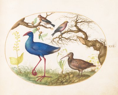  od Joris Hoefnagel